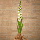 46” Gladiolus Artificial Flower (Set of 3)