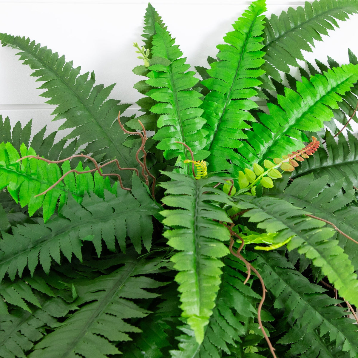 48” Boston Fern (Set of 2), photo 5 of 7
