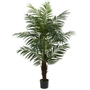 5' Areca Palm Tree
