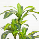 5' Artificial Real Touch Dracaena in Decorative Planter