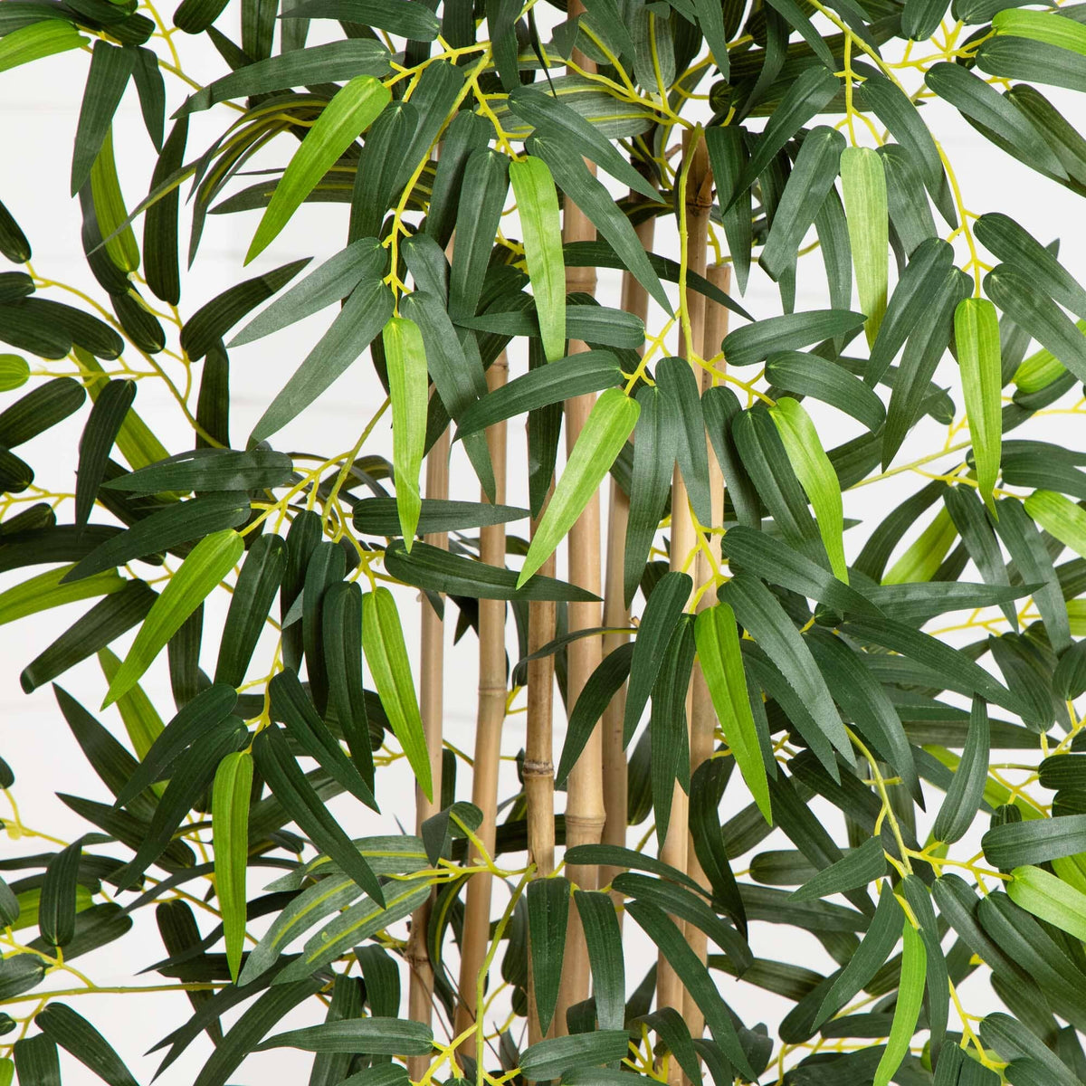 5’ Bamboo Tree in Gray Cylinder Planter, photo 2 of 5
