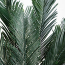 5’ Cycas Tree UV Resistant (In-door/Out-Door)
