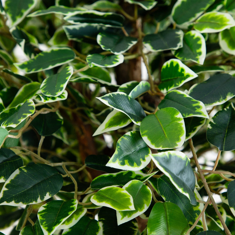 5’ Elegant Ficus Artificial Tree, photo 2 of 4