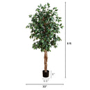 5' Ficus Silk Tree