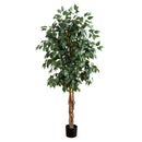 5' Ficus Silk Tree