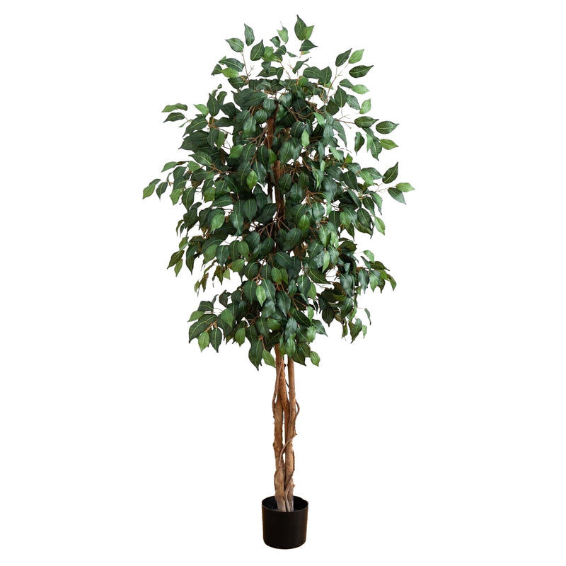 5' Ficus Silk Tree