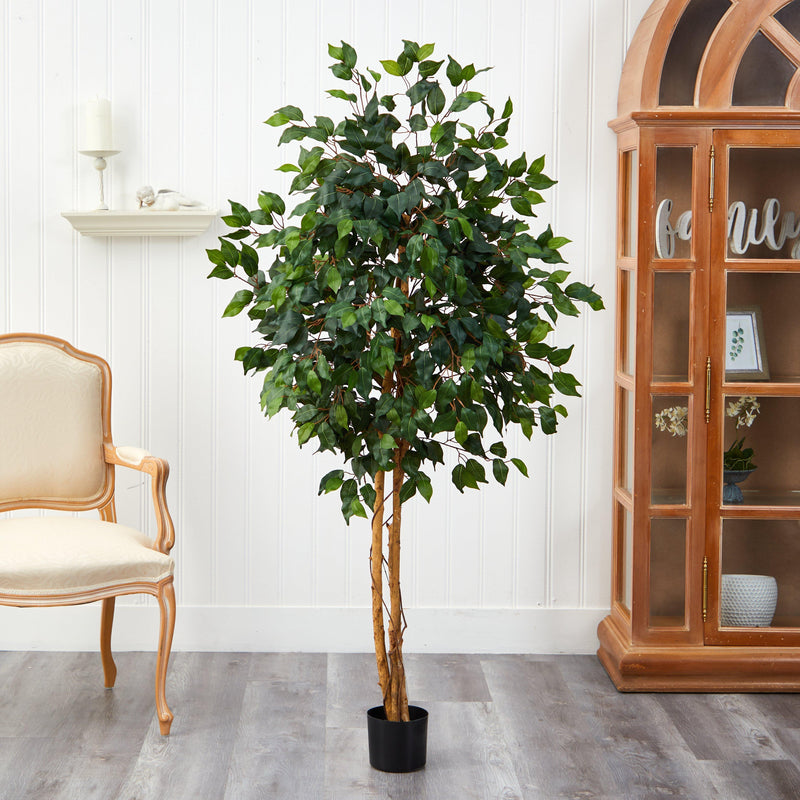 5' Ficus Silk Tree