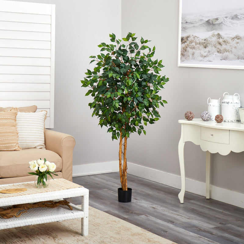 5' Ficus Silk Tree