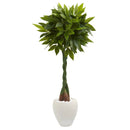 4.5’ Money Artificial Tree in White Oval Planter (Real Touch
