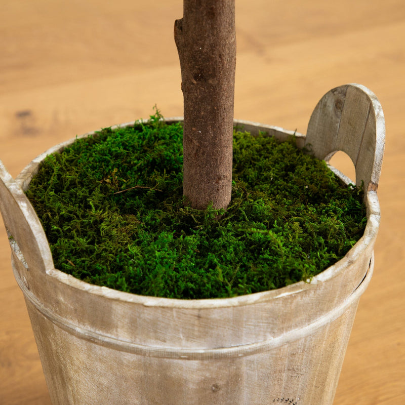 5’ Olive Tree in Farmhouse Planter