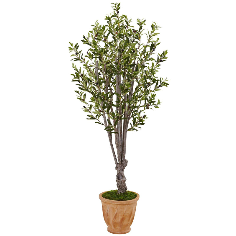 5’ Olive Tree in Terracotta Planter