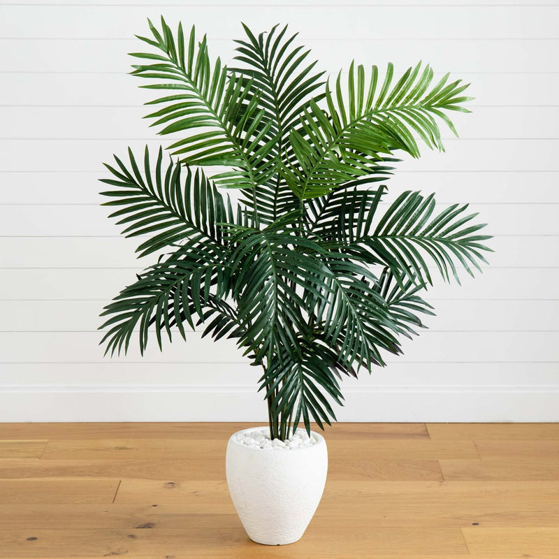 5' Paradise Palm, photo 5 of 6