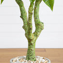 5’ Plumeria Artificial Tree in Decorative Planter (Indoor/Outdoor)