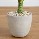 5’ Plumeria Artificial Tree in Decorative Planter (Indoor/Outdoor)