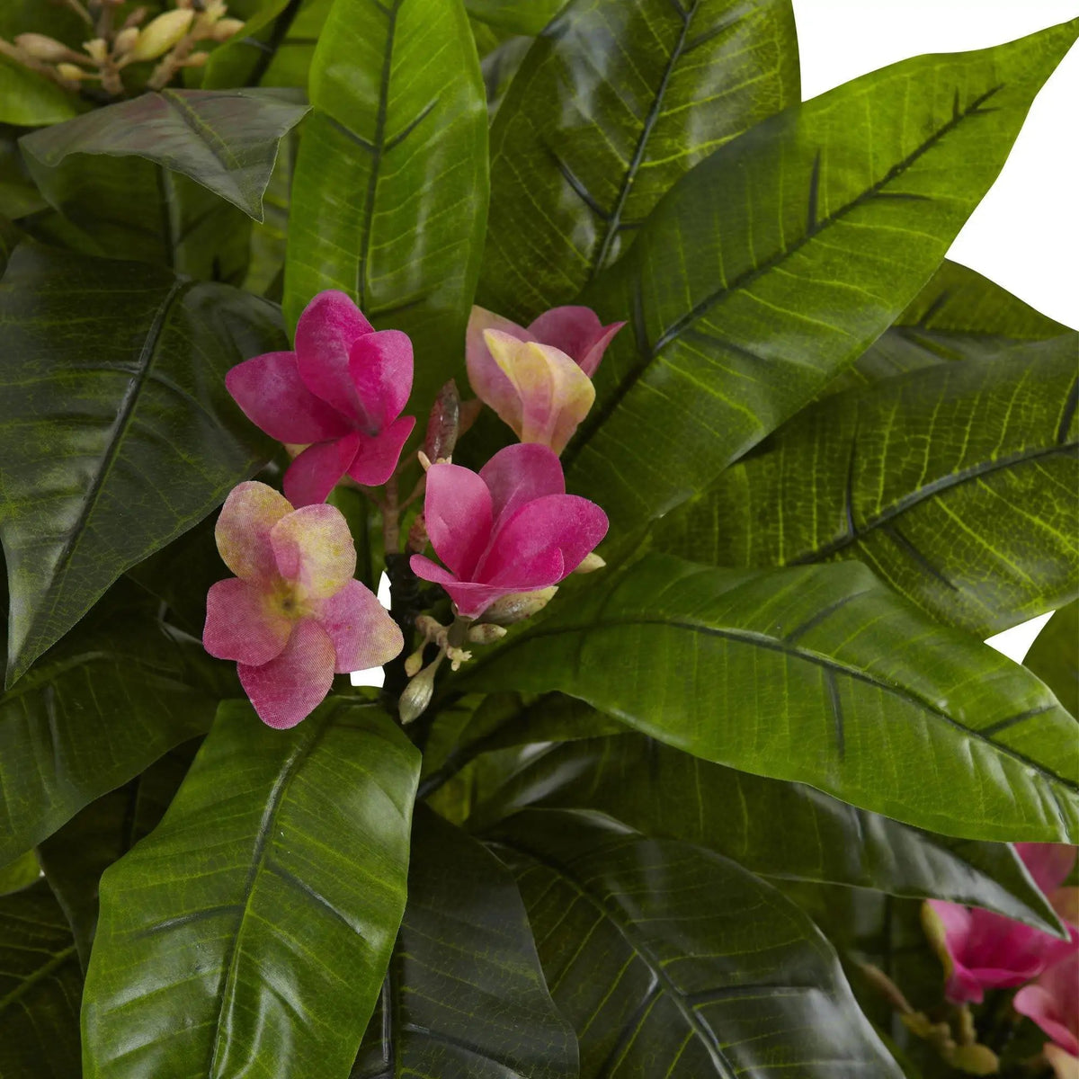 5' Plumeria Tree UV Resistant (Indoor/Outdoor), photo 4 of 6