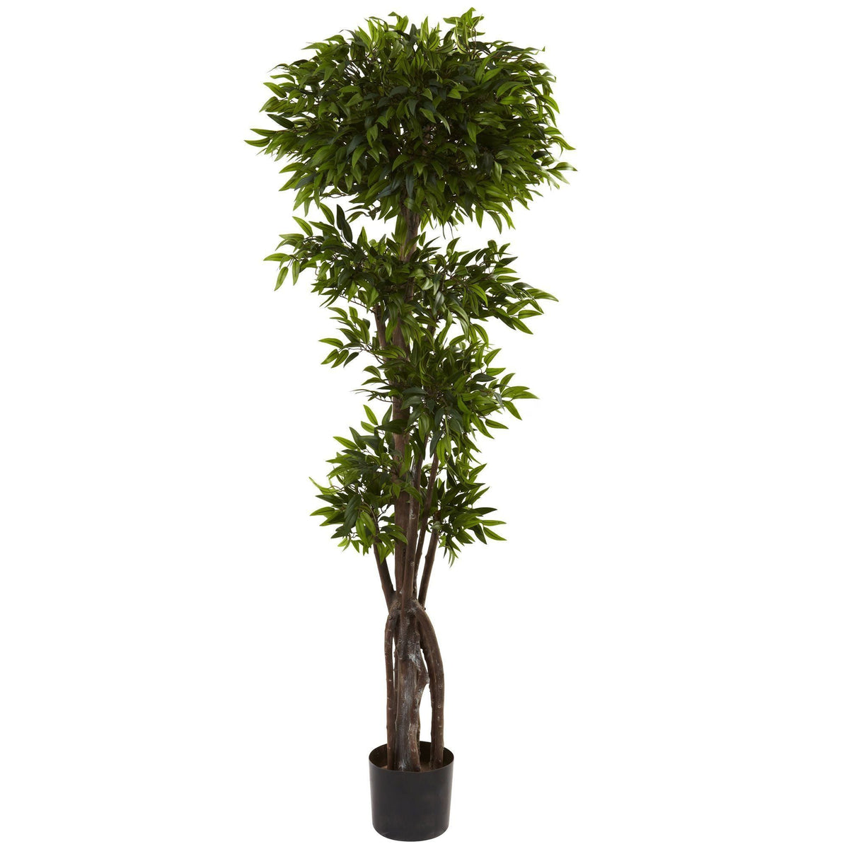 5’ Ruscus Tree
