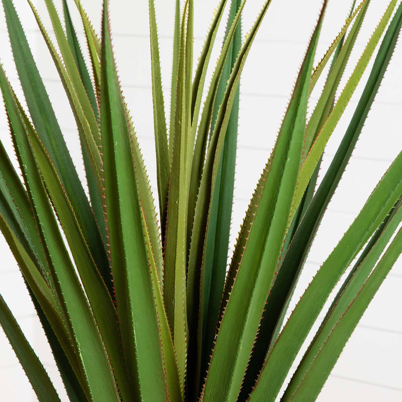 5' Spiked Agave Tree, photo 2 of 3