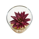 5" Succulent Artificial Plant in Slanted Glass Vase (Set of 2)"