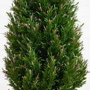 5' UV Resistant Artificial Rosemary Cone Topiary Tree (Indoor/Outdoor)