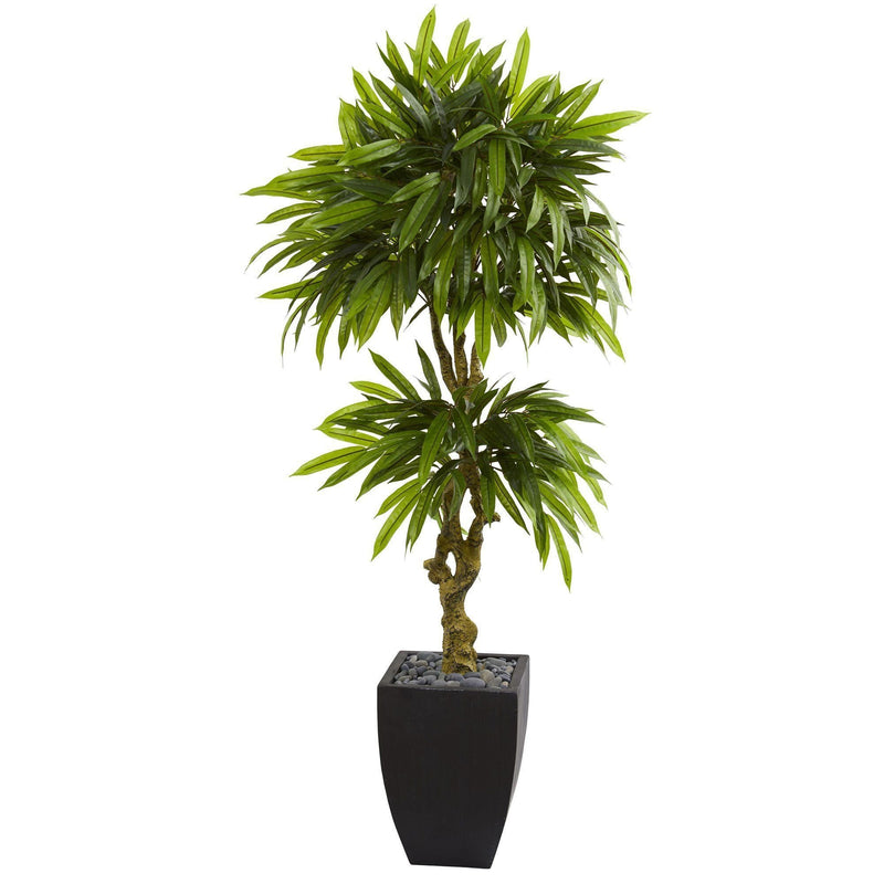 5.5’ Mango Artificial Tree in Black Wash Planter (Indoor/Outdoor)