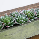 5.5” Succulent Garden w/Textured Concrete Planter by Nearly Natural