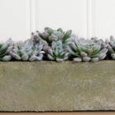 5.5” Succulent Garden w/Textured Concrete Planter by Nearly Natural