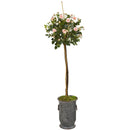 56” Rose Topiary Artificial Tree in Vintage Metal Planter