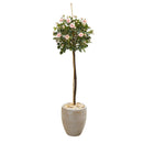 57” Rose Topiary Artificial Tree in Sand Colored Planter