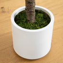 6’ Artificial Jacaranda Tree in White Decorative Planter