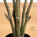 6’ Autumn Oyama Magnolia Artificial Fall Tree