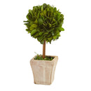 6” Boxwood Topiary Preserved Plant in Ceramic Planter (Set of 4)
