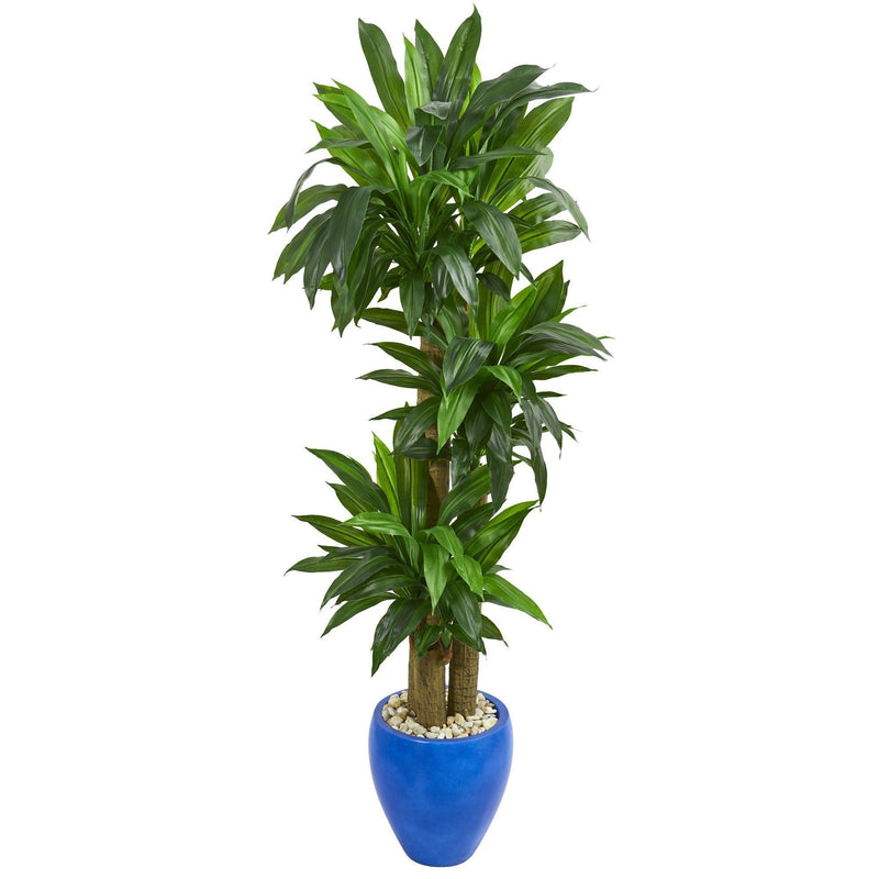 5.5’ Cornstalk Dracaena Artificial Plant in Blue Planter (Real Touch)