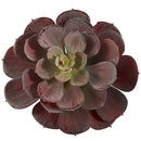 6” Echeveria Succulent (Set of 12)