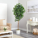 6’ Ficus Artificial Tree in White Tin Planter
