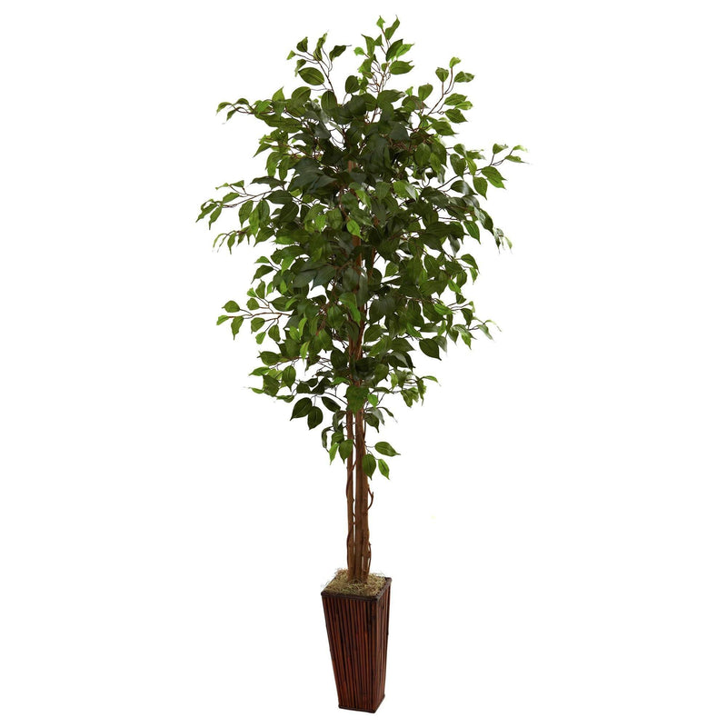 6' Ficus Tree w/Bamboo Planter, photo 5 of 5