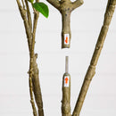 6' Artificial Minimalist Japanese Pieris Tree