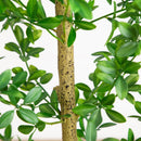 6' Artificial Shady Lady Black Olive Tree