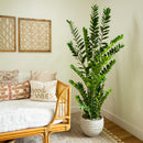 6' Artificial Zamioculcas Plant