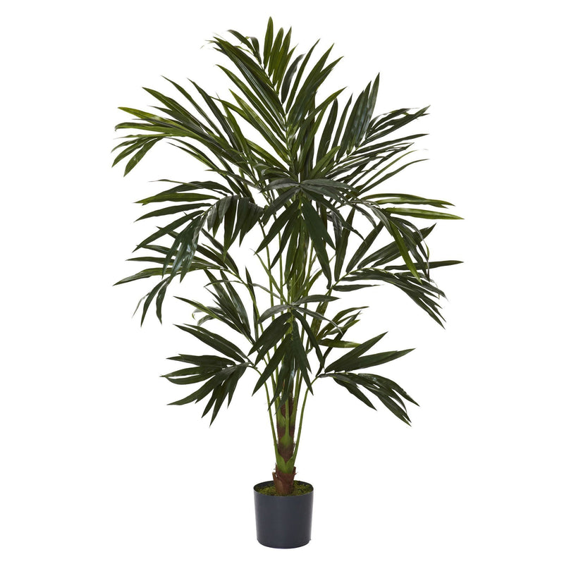 6' Kentia Silk Tree, photo 3 of 3