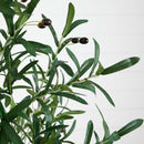 6’ Lighted Artificial Olive Tree with 300 Warm White LED Lights