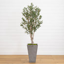 6’ Olive Tree in Stone Planter