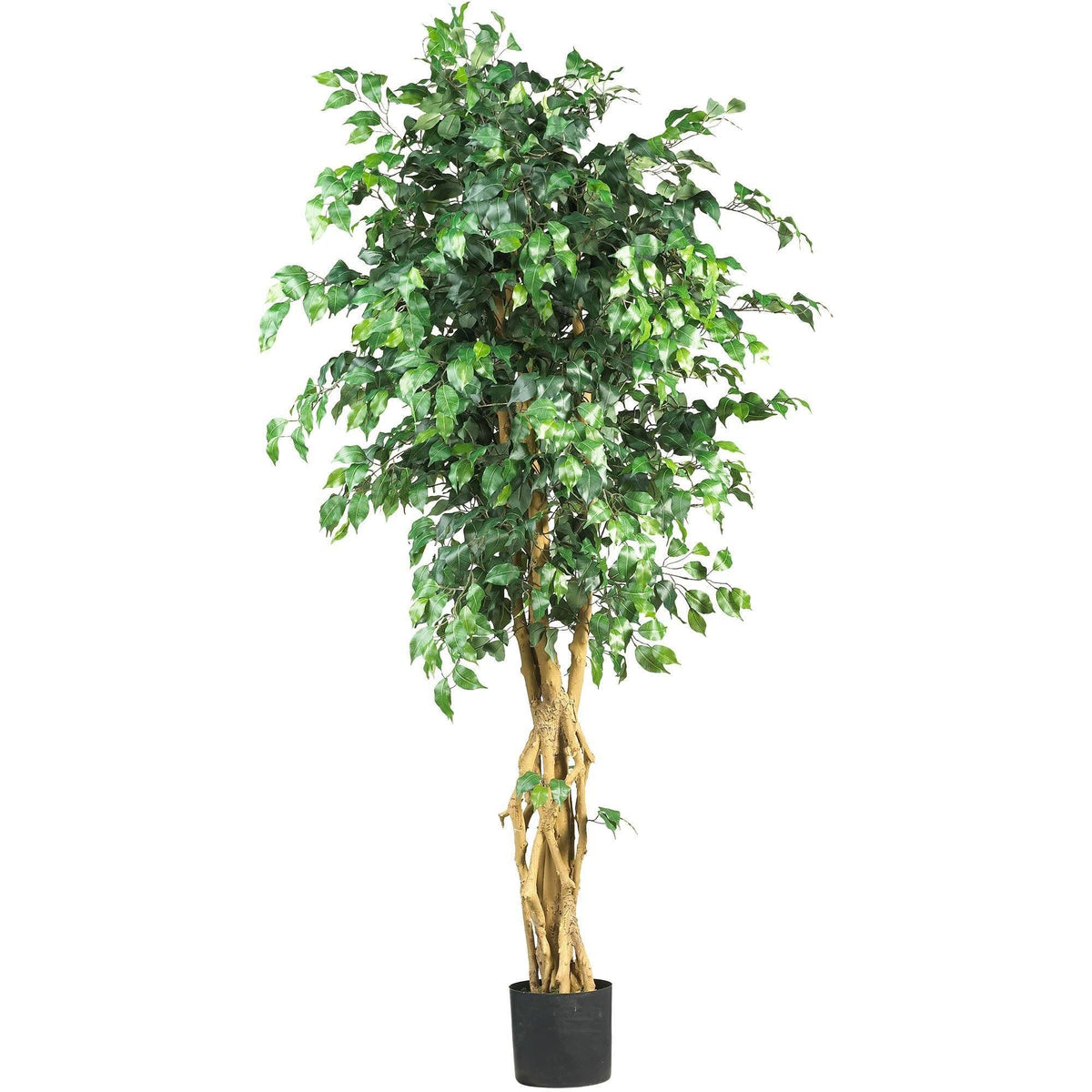 6'  Palace Style Ficus Silk Tree, photo 6 of 6