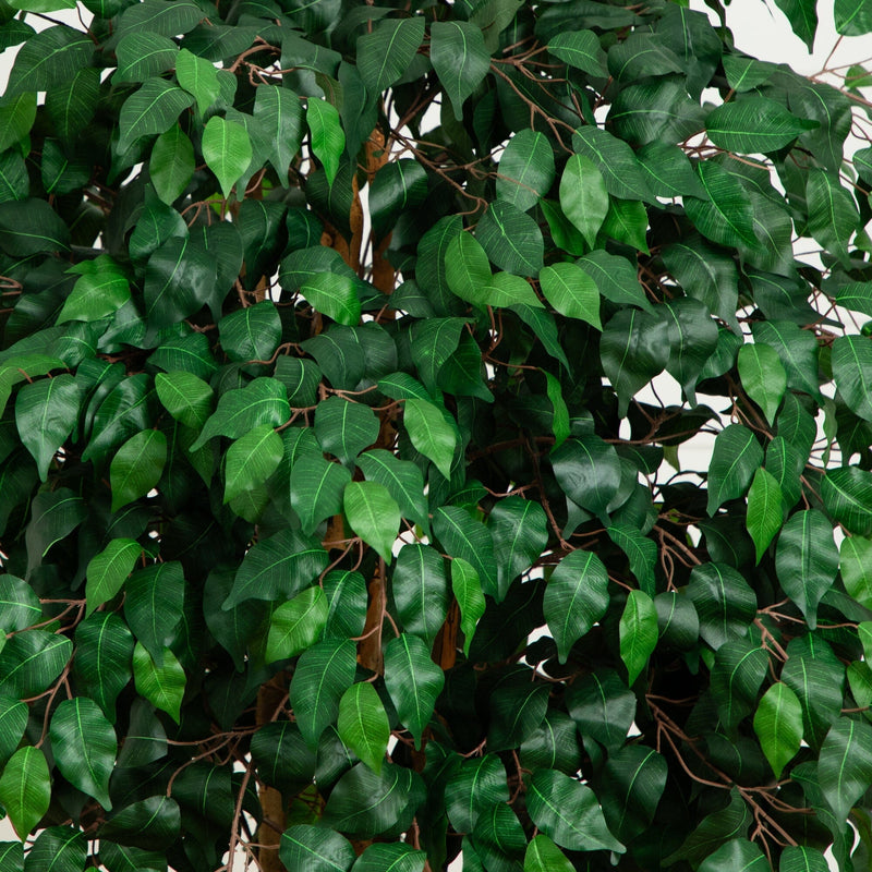 6'  Palace Style Ficus Silk Tree, photo 2 of 6