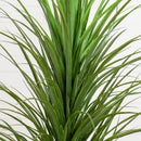 6’ UV Resistant Artificial Grass Plant in White Decorative Planter (Indoor/Outdoor)