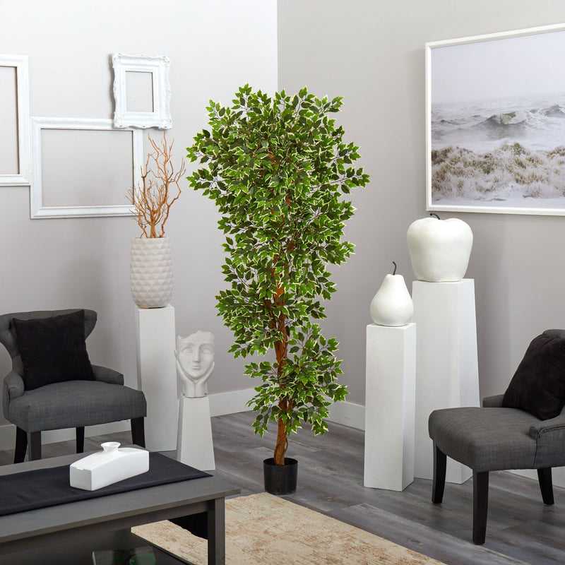 6’ Variegated Ficus Tree, photo 4 of 5
