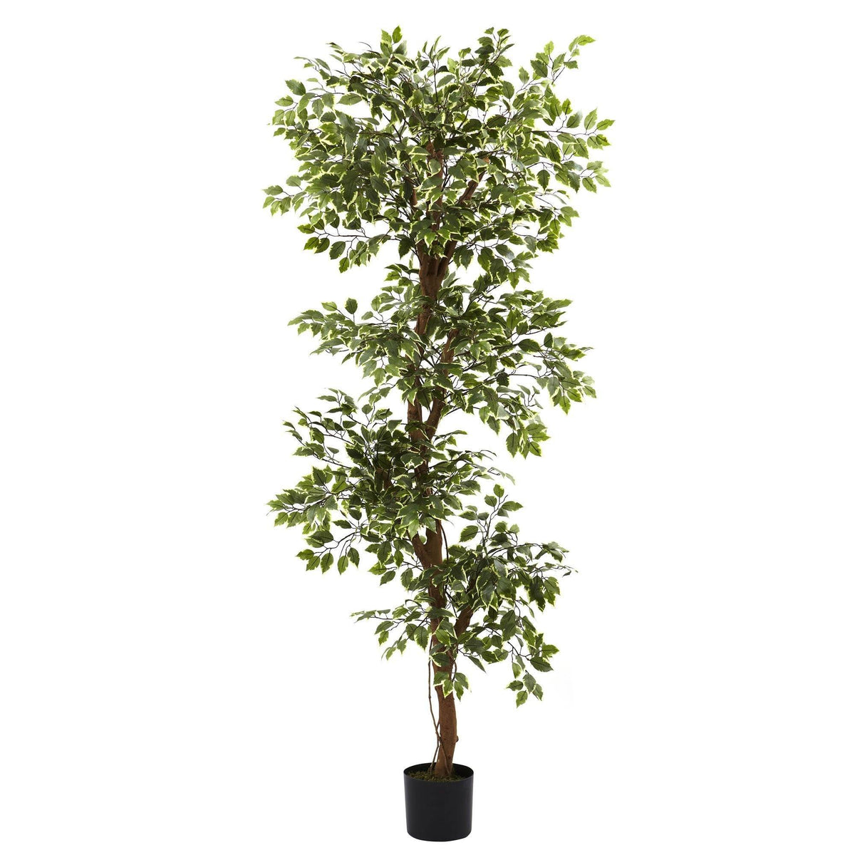 6’ Variegated Ficus Tree, photo 5 of 5