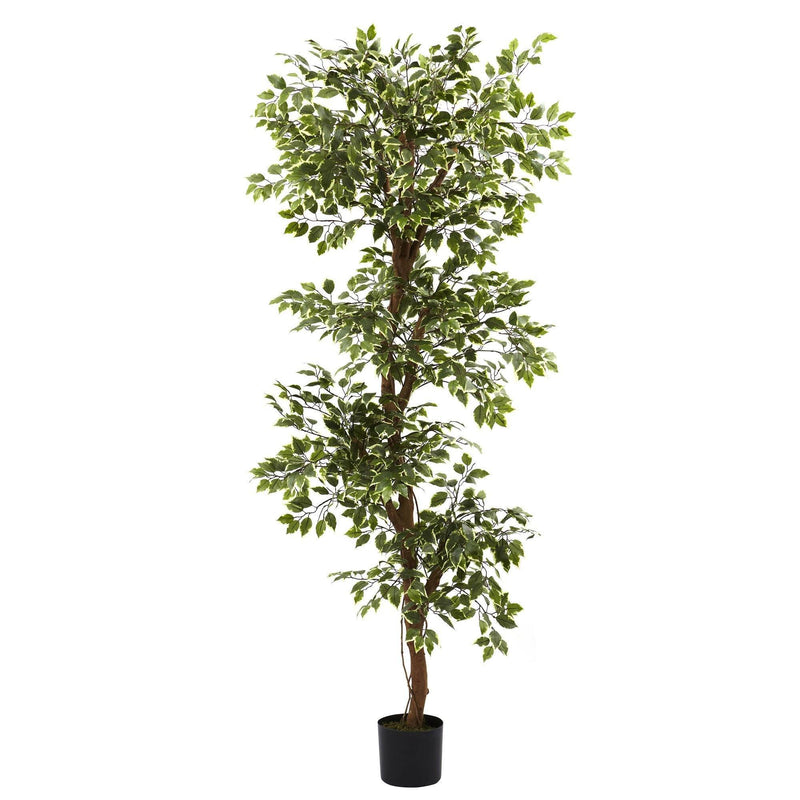 6’ Variegated Ficus Tree, photo 5 of 5