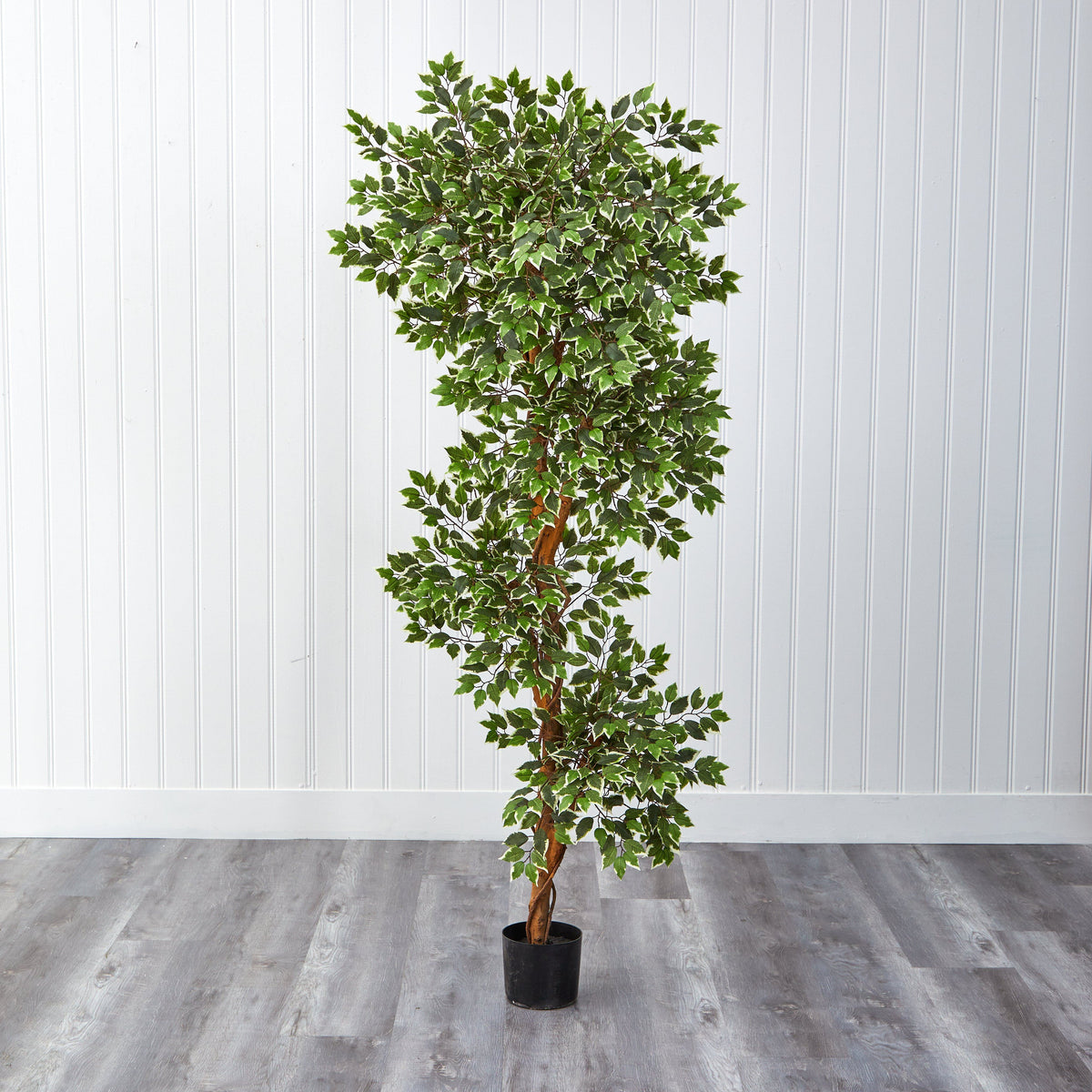 6’ Variegated Ficus Tree, photo 3 of 5