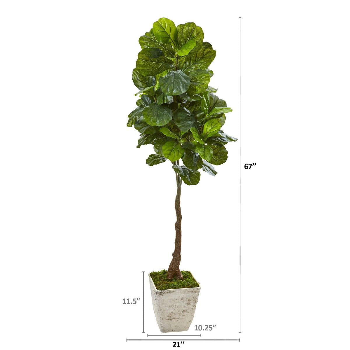 67” Fiddle Leaf Artificial Tree in Country White Planter (Real Touch), photo 2 of 2