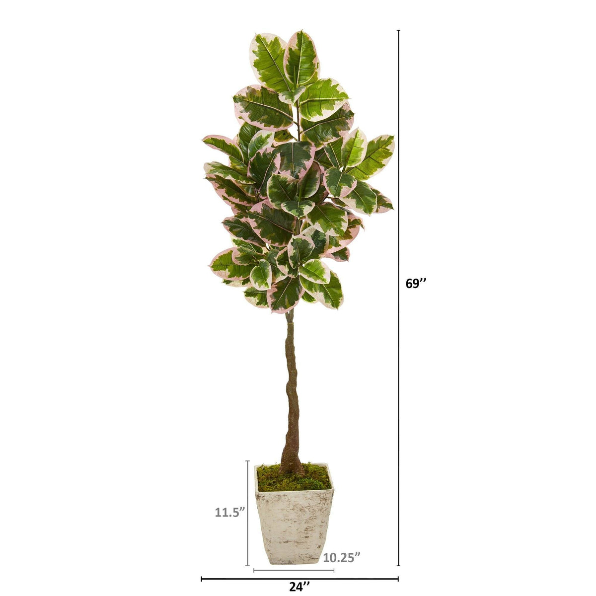 69” Variegated Rubber Leaf Artificial Tree in Country White Planter (Real Touch), photo 2 of 2